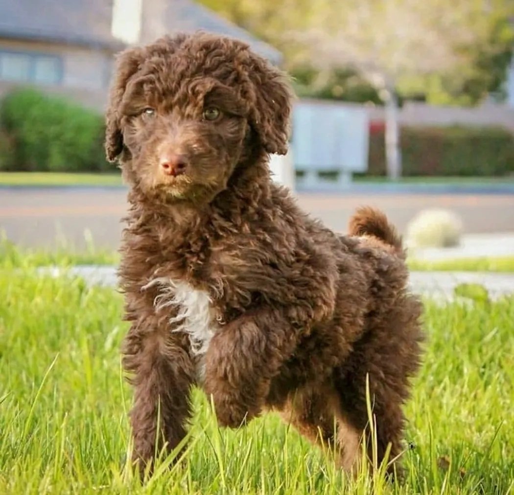 Aussiedoodle Puppies Pictures